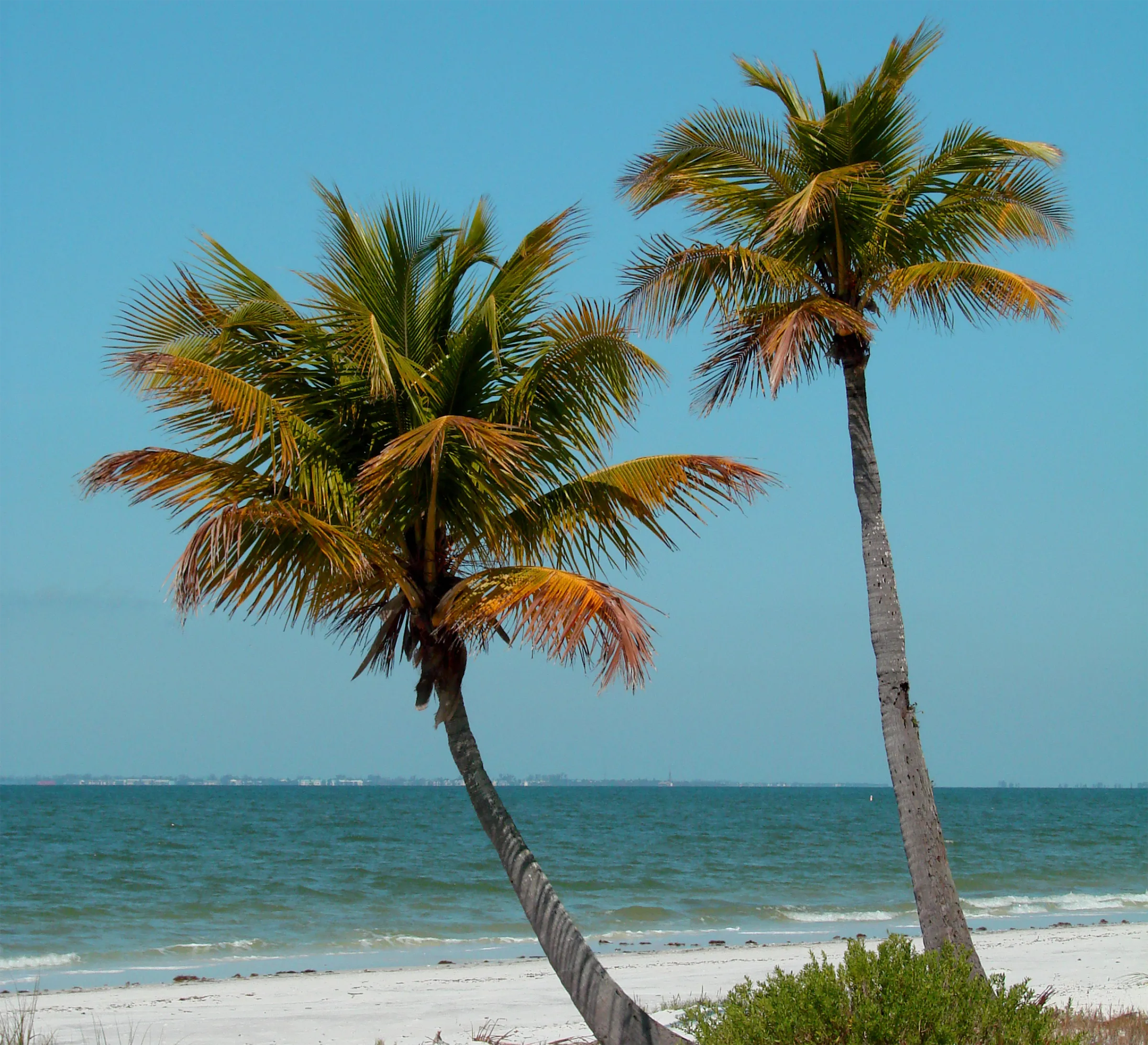 Two palm trees on a beach in Florida with the ocean in the background.